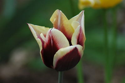 Close-up of pink rose