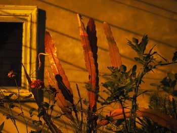 Low angle view of flowering plants during sunset