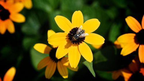 Close-up of bee on yellow flower