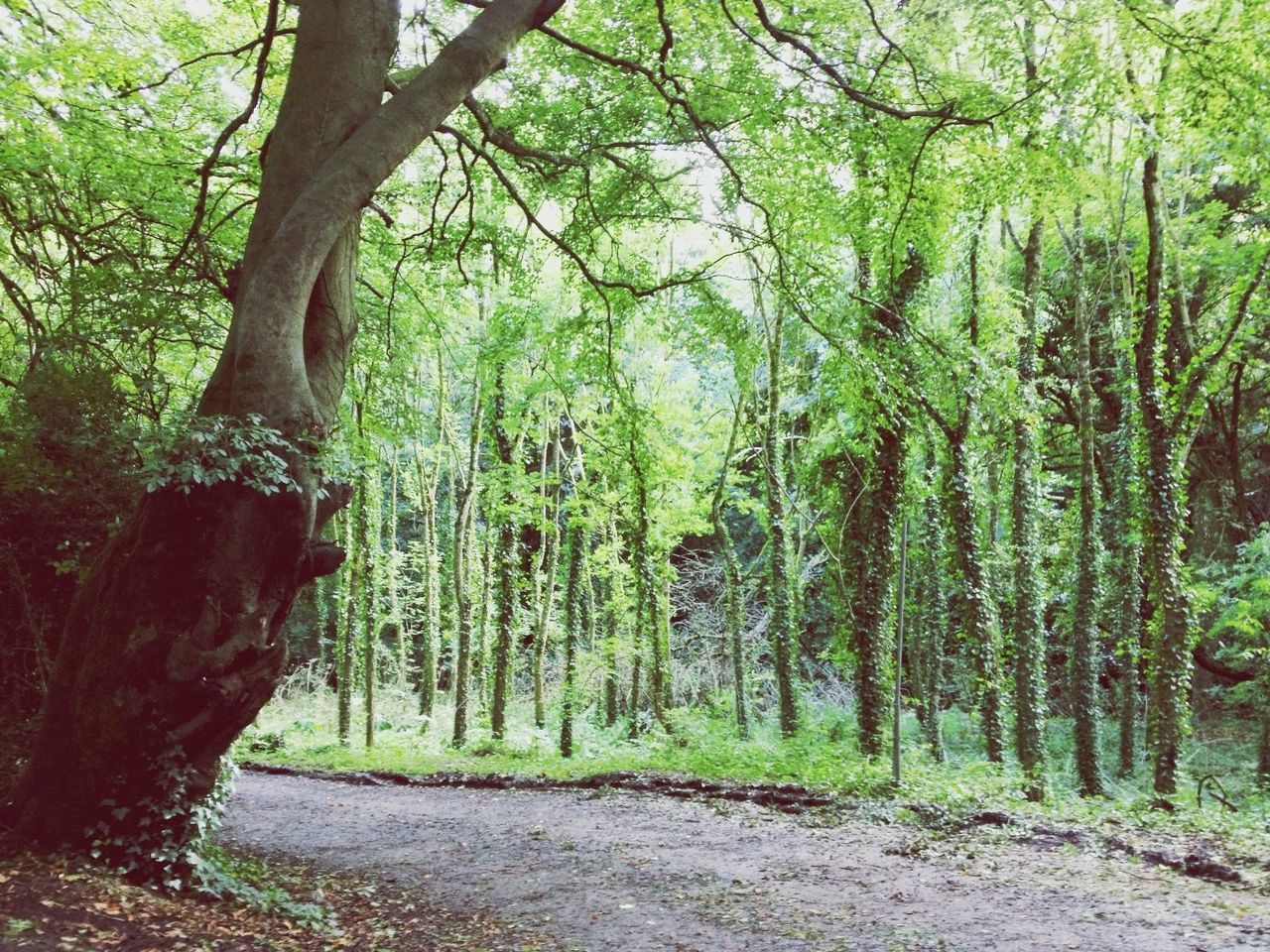 tree, forest, tree trunk, tranquility, growth, nature, tranquil scene, woodland, beauty in nature, scenics, the way forward, branch, green color, non-urban scene, dirt road, footpath, day, landscape, outdoors, sunlight