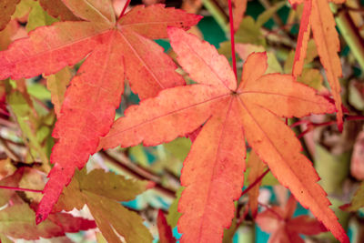 Close-up of red maple leaves