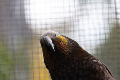 Close up of a kea