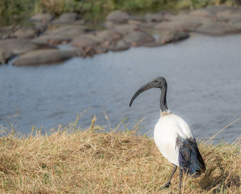 Bird perching on a lake