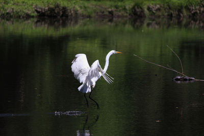 White heron on a lake