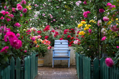 Pink roses in garden