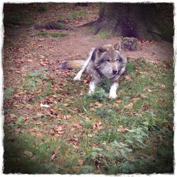 Dog standing on grass