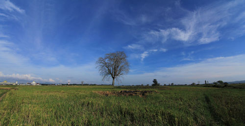 Scenic view of agricultural field against sky