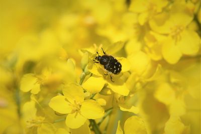 Close-up of beetle on yellow flower