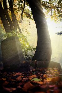 Close-up of tree trunk during autumn