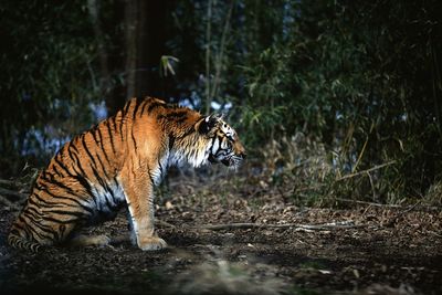 Cat in forest