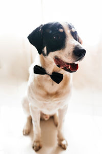 Close-up of a dog looking away