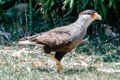 Caracara or living dinosaur