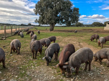 Horses in a field