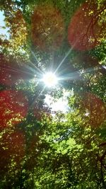 Sun shining through trees