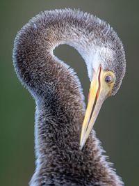 Close-up of bird