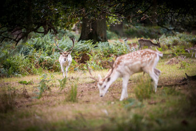 Deers in forest