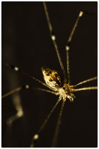 Close-up of spider on black background