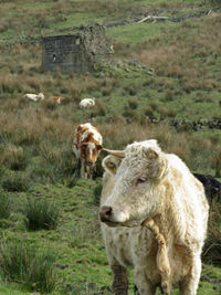 Close-up of cow on field