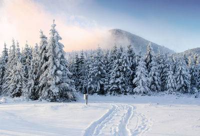 Majestic landscape with forest at winter time. scenery background.