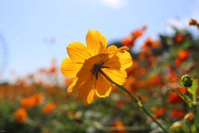 Close-up of yellow flowering plant against sky