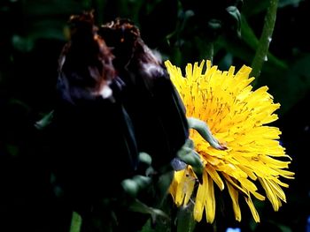 Close-up of yellow sunflower blooming outdoors