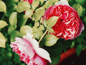 Close-up of pink flower