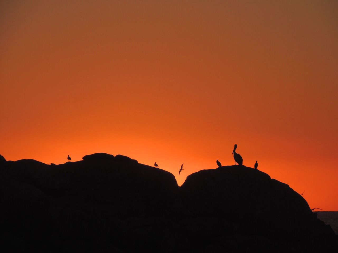 silhouette, sunset, orange color, nature, scenics, beauty in nature, tranquility, tranquil scene, outdoors, rock - object, leisure activity, animals in the wild, landscape, real people, sky, men, full length, clear sky, bird, day, people