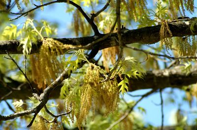 Branches of tree branches over lake