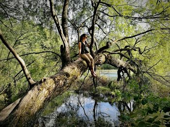 Monkey on tree by lake in forest