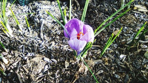 High angle view of purple crocus blooming on field