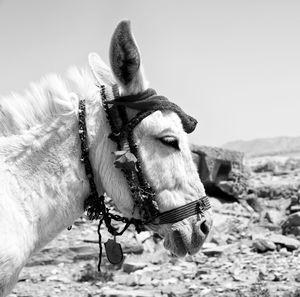 Close-up of a horse on field