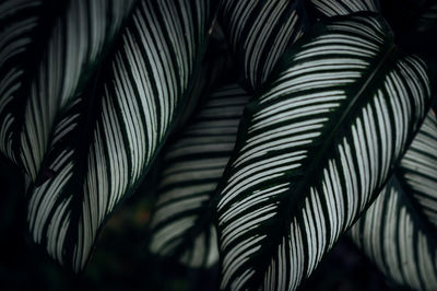 Close-up of palm leaves