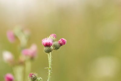 Close-up of pink flowering plant