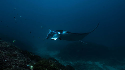 Low angle view of fish swimming in sea