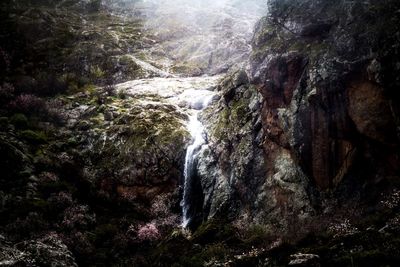 Scenic view of waterfall in forest