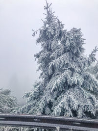 Low angle view of snowcapped tree against sky
