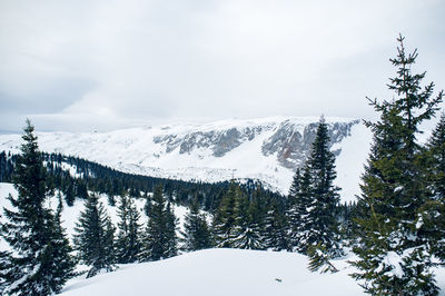 Pine trees on snow covered mountain against sky