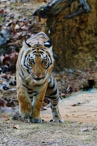 View of a tiger on field