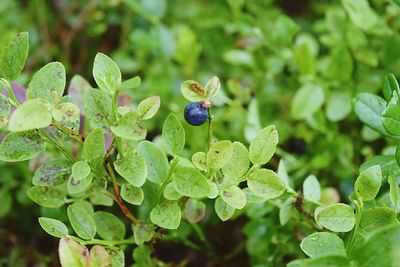 Close-up of fresh green plant