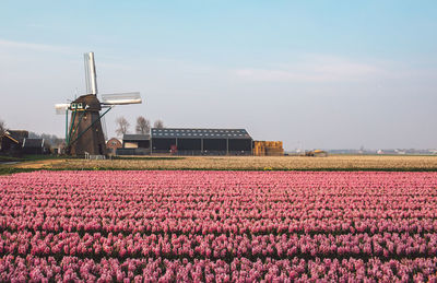 Red flowering plants on field against sky