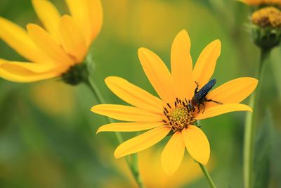 Close-up of insect on yellow flower