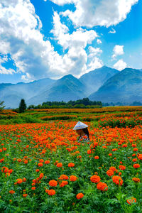 Scenic view of flowering plants on field against sky