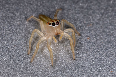 High angle view of spider