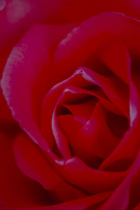 Close-up of red rose
