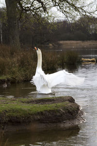 Swan swimming on lake