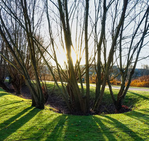Bare trees on field against sky