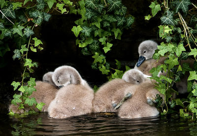 Cignets on river with green foliage. 