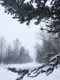 Trees against sky during winter
