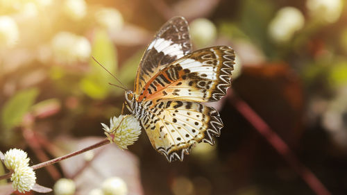 Close-up of butterfly pollinating on flower