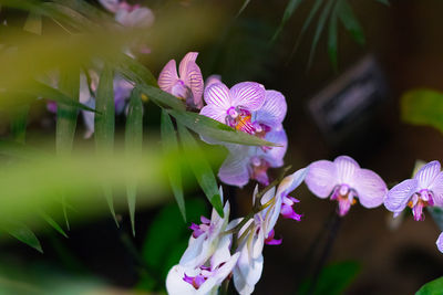 Close-up of purple flowers